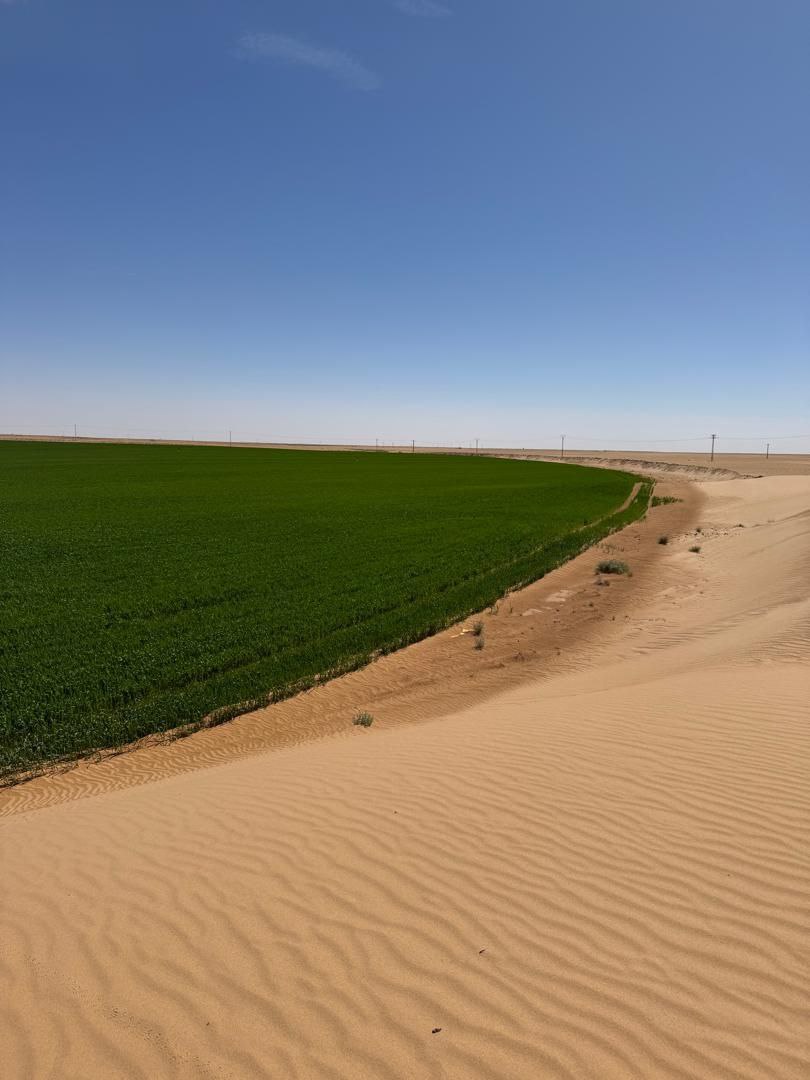 Wheat under irrigation in an arid Algerian field